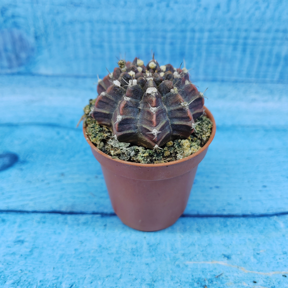 Gymnocalycium Friedrichii (Гимнокалициум)
