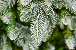 Ель Нормандия Пушистая 155см заснеженная Triumph Tree