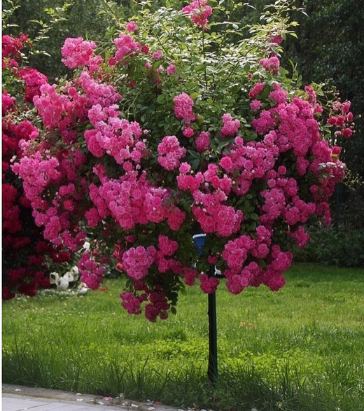 Роза Ангела штамб 130-140 см Закупка М21 весна 2026