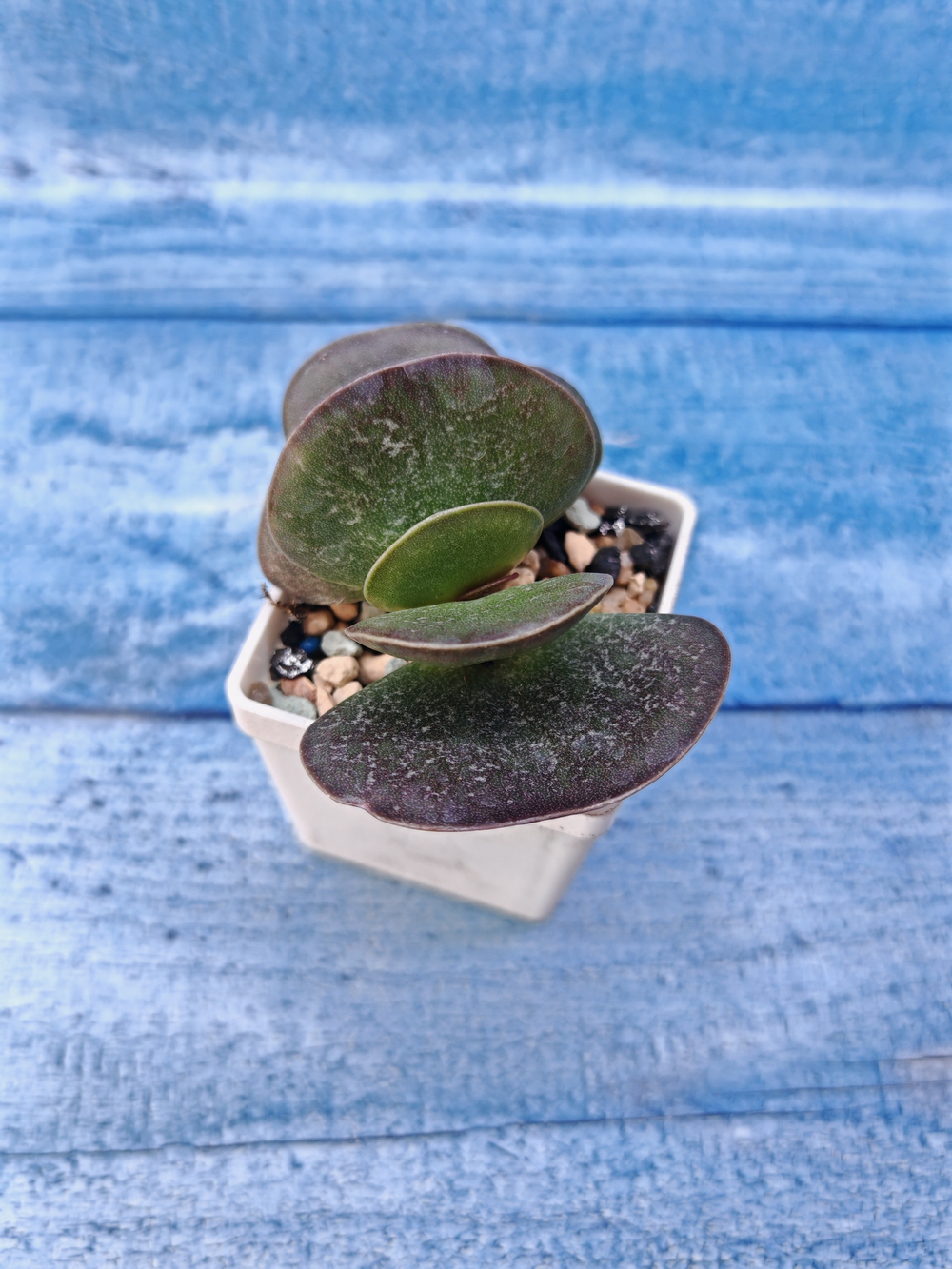 Adromischus Maculatus hyb. (Адромискус)