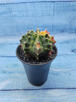 Gymnocalycium Variegata (Гимнокалициум Вариегатный)