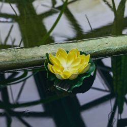 USL-S-827-PT060 YELLOW WATERLILY Садовый светильник на солнечной батарее Желтая кувшинка. Плавающий. 1 светодиода. Теплый белый свет. 1xААA Ni-Mh аккумулятор в-к. IP44. TM Uniel