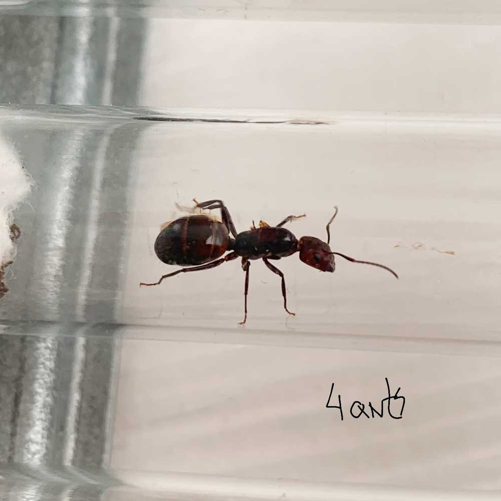 Camponotus nicobarensis подвид Monticola