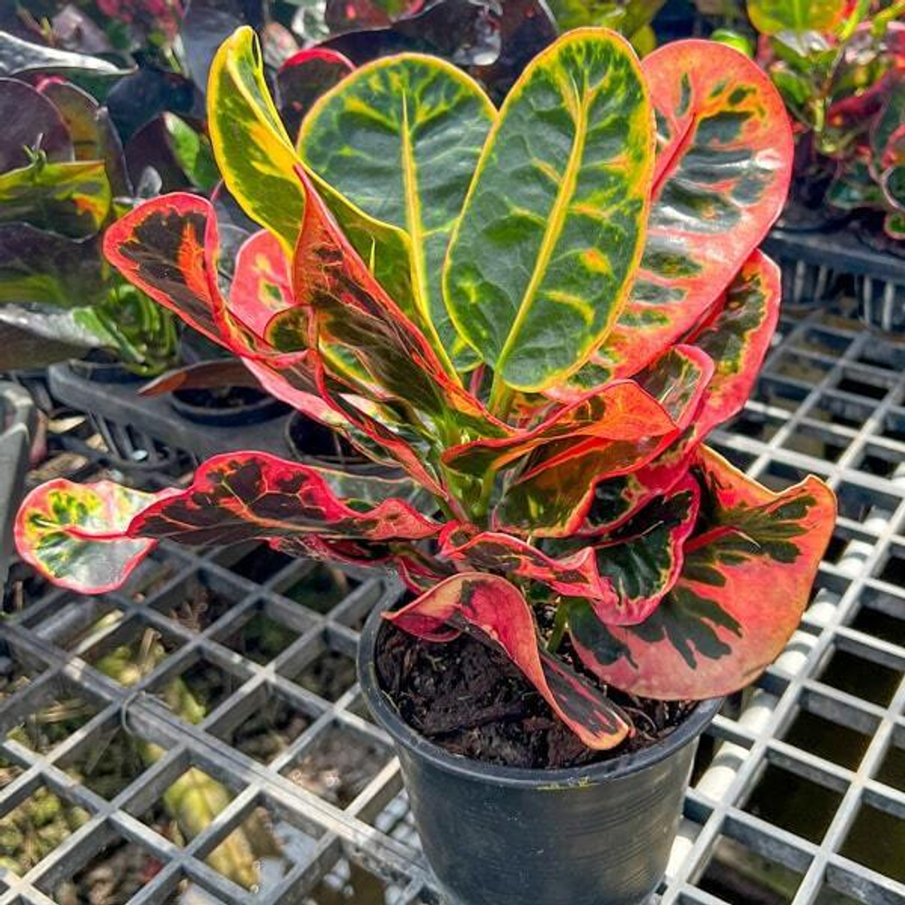 Кротон TERM NGERN