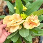 Эуфорбия Миля TIGER