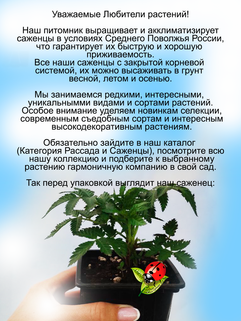 Тибетская малина розолистная малиноклубника