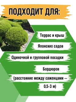 Саженец Туя западная Тедди