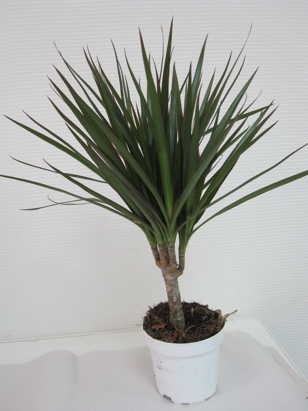 Драцена Маргината д.12 СП