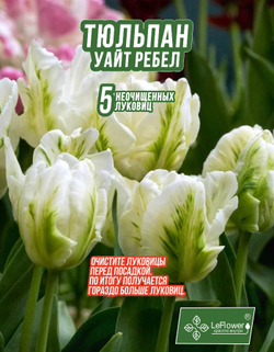 Тюльпан Луковица, Уайт Ребел, 5+шт
