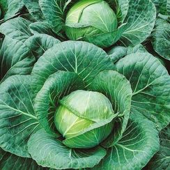 ТЕКИЛА F1 семена капусты белокочанной (Syngenta | Alexagro)