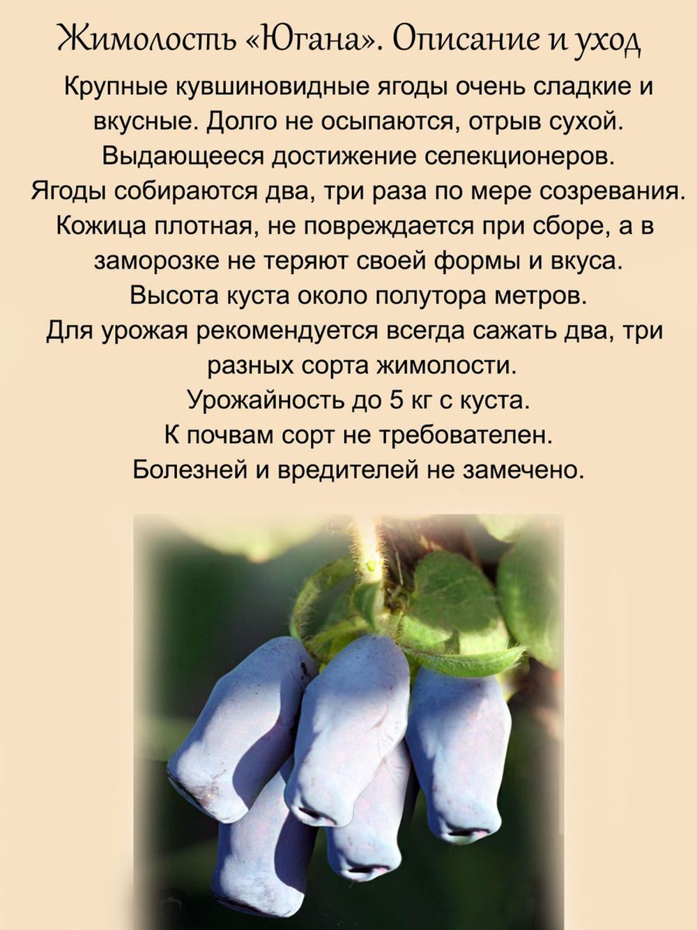 Жимолость Югана ягодный кустарник