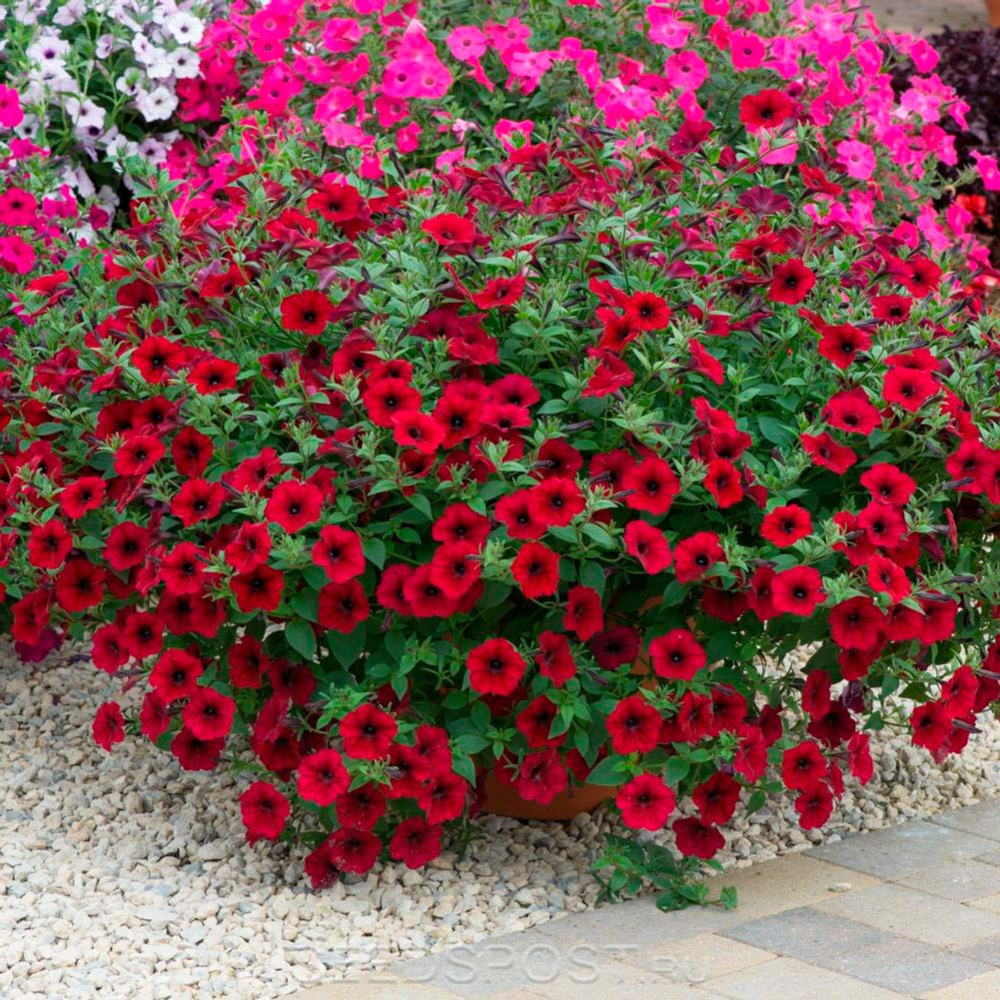 П29 Петуния ампельная Tidal Wave Red Velour