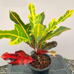 Кротон TRI PHET