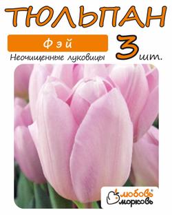 Тюльпан Луковица, Фэй, 3+ шт