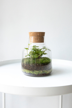 Экосистема Vase