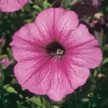 S60213 Петуния кустовая Multiflora MIRAGE SUGAR 100 шт.