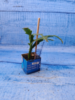 Schlumbergera cv. Thor Wild Cactus White (Шлюмбергера)