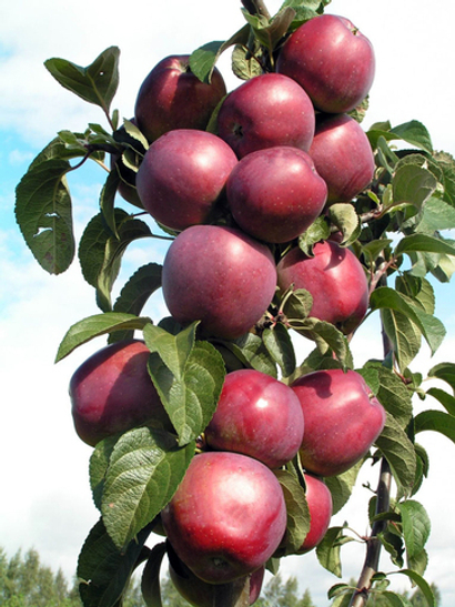 Саженцы яблони Дубровинка (Юбилейное)