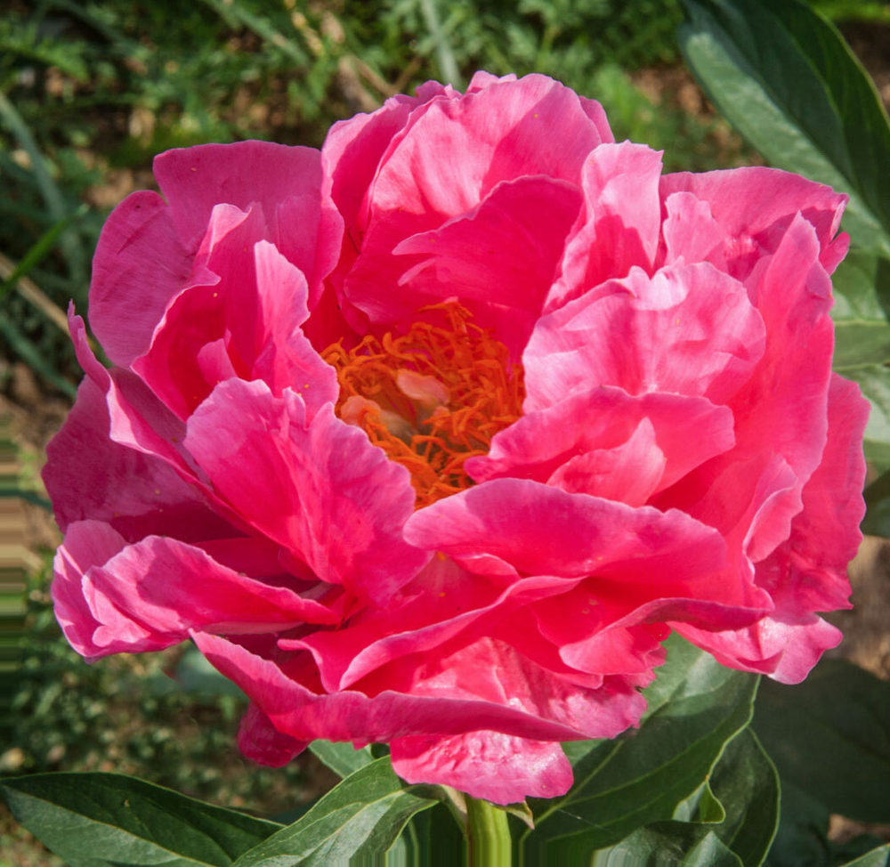 Пион Паула Фей 3-5 почек Закупка М81 октябрь 2026