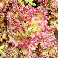 Салат Жар Птица