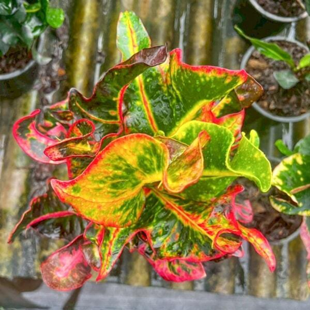 Кротон PLA THONG