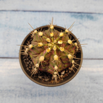 Gymnocalycium T-Rex Pink hybride (Гимнокалициум T-rex)