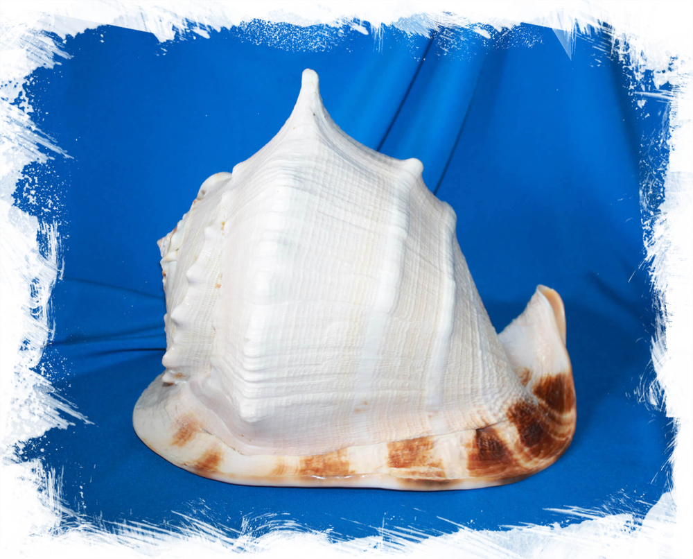 Морская раковина Рогатый Кассис, Cassis cornuta