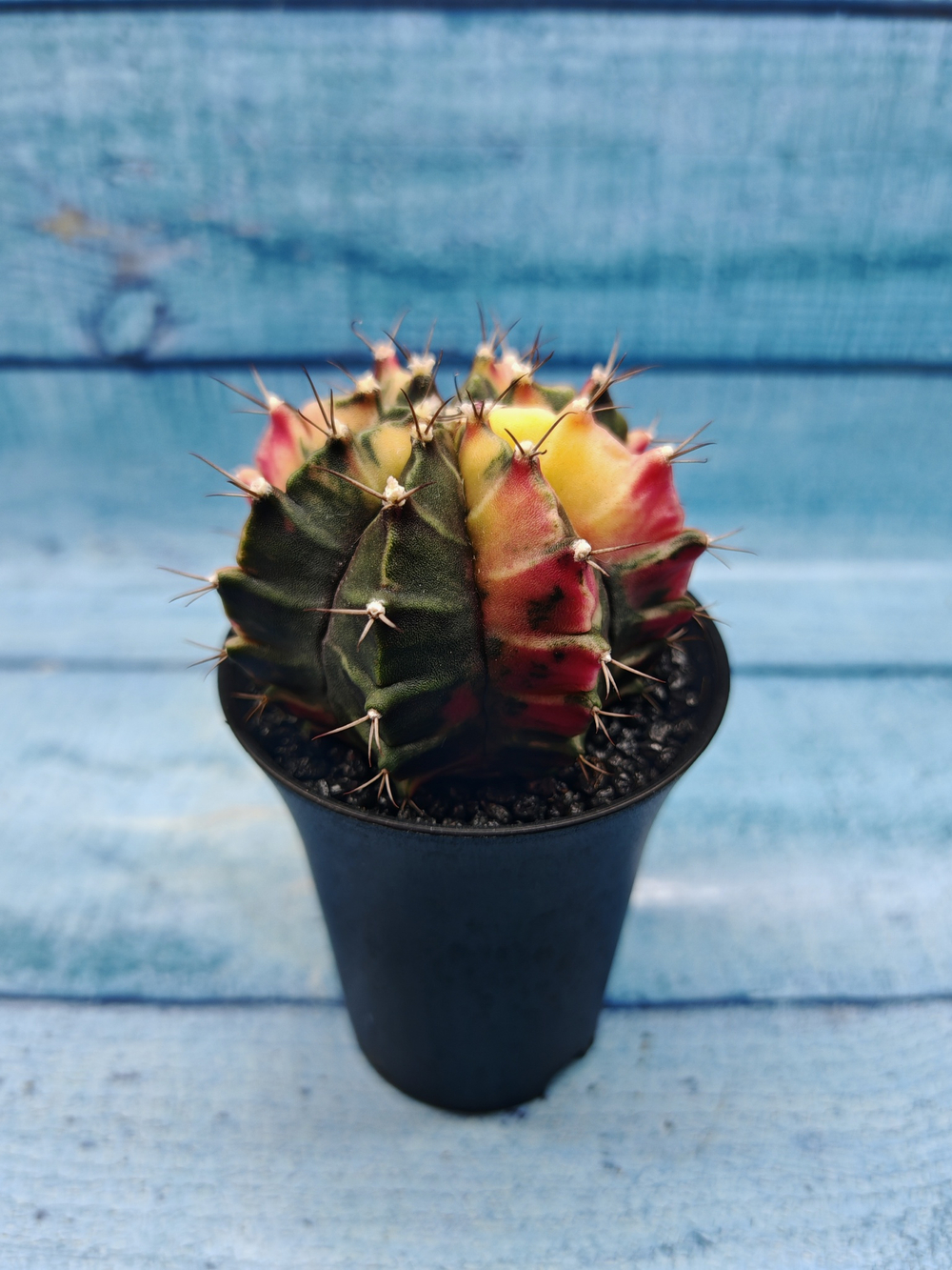 Gymnocalycium Variegata (Гимнокалициум Вариегатный)