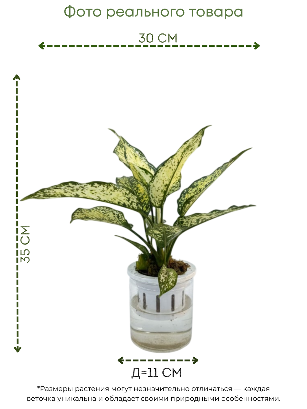 Аглаонема Jadeite д.11 горшок с автополивом