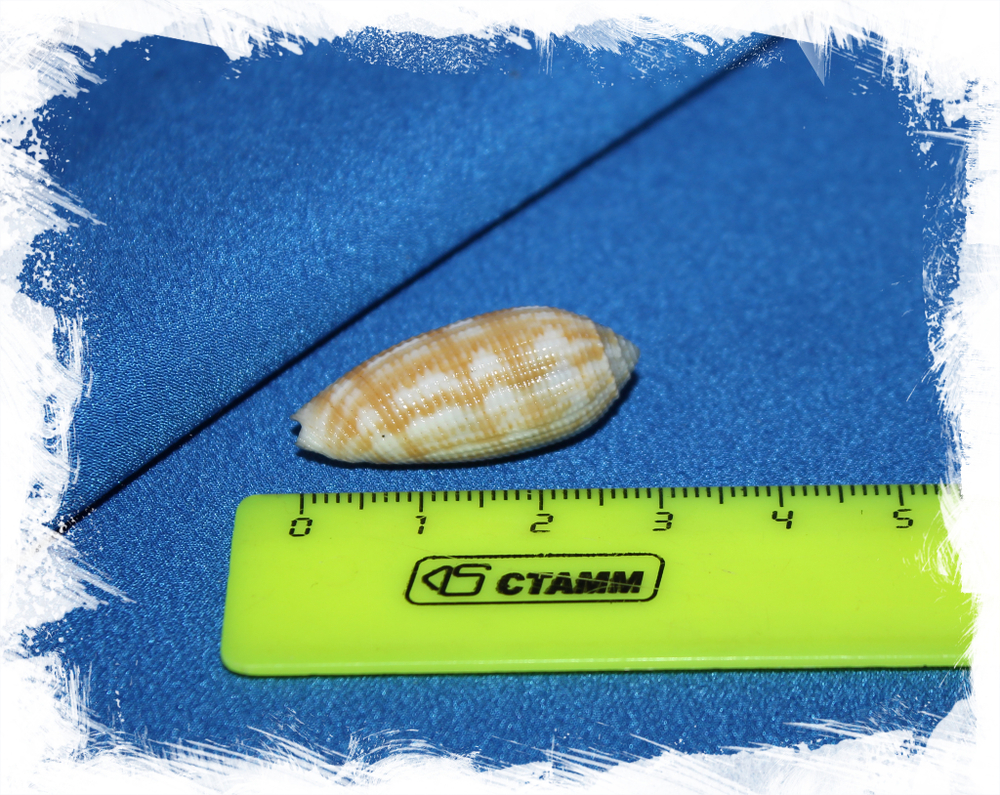 Птеригия кренулята (Pterygia crenulata)