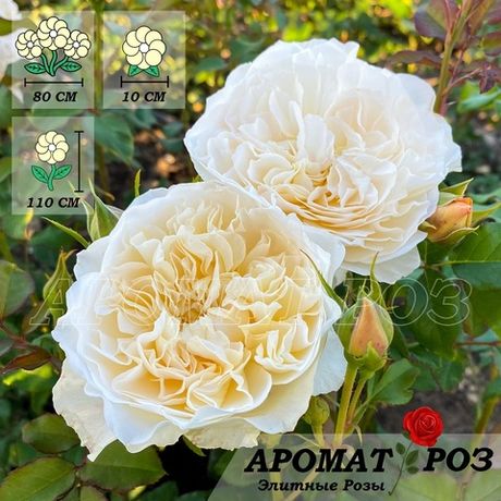 Евгения (Eugenie)