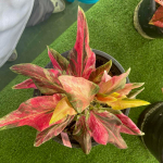 Каладиум PHRANG CHOMPHU – PINK CAMOUFLAGE (K53)