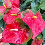 Антуриум Андре RED GREEN