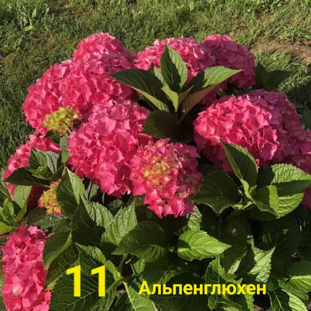 Альпенглюхен (Стандарт поставки Р9)2025г.