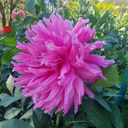 Георгин Сиреневый туман