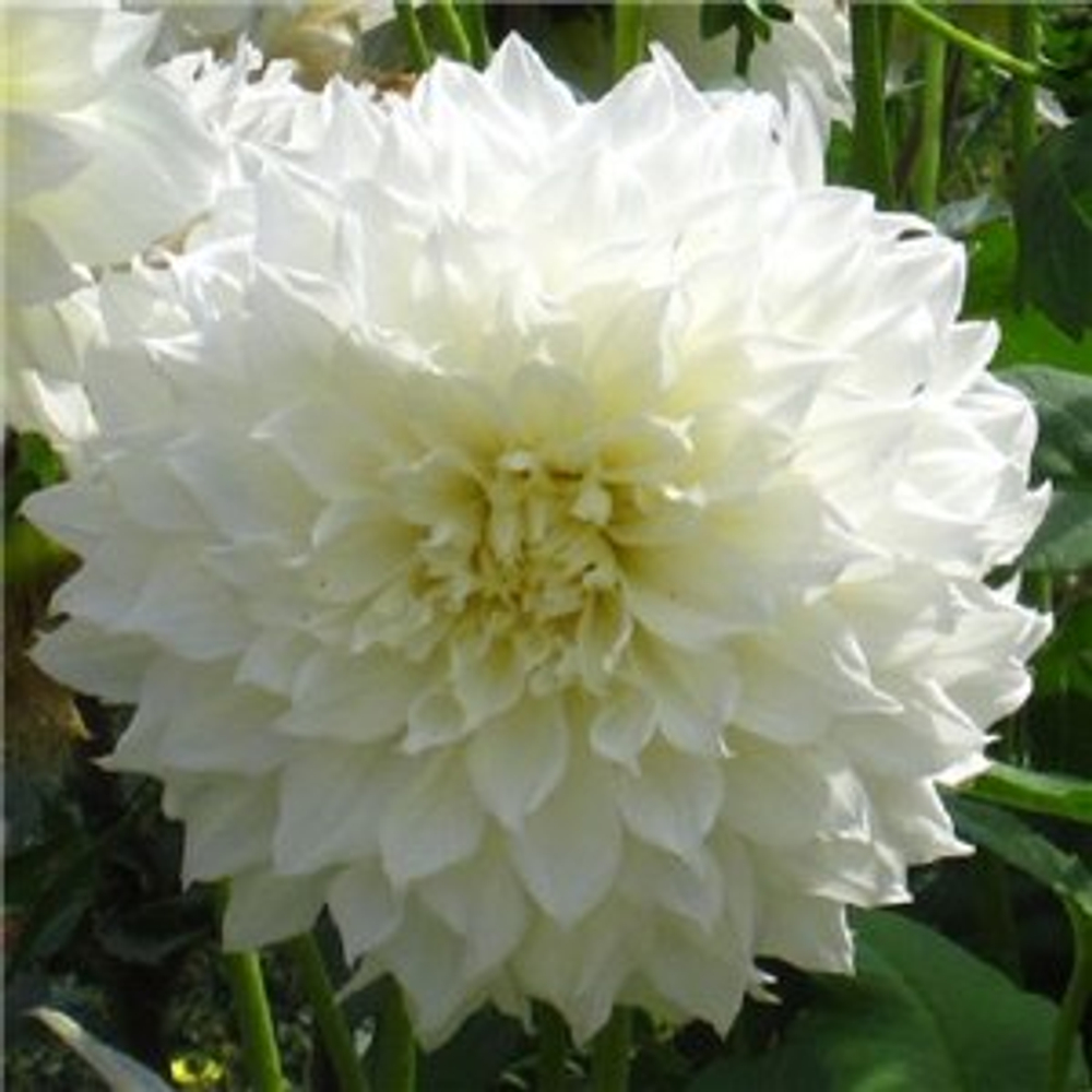 Георгина Флерел декоративная