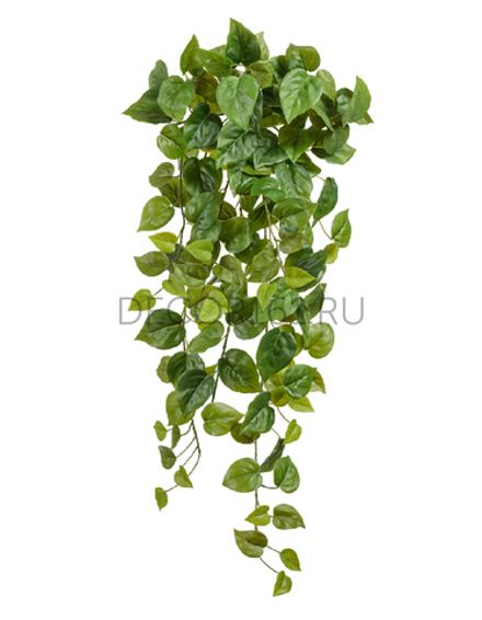 Филодендрон Сканденс ампельный средний (Sensitive Botanic) в-55 см 6/48 20.05200265N-M