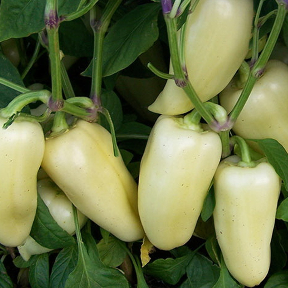 Хаски F1 семена перца сладкого (Enza Zaden / Энза Заден)