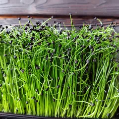 Шнитт-лук на корне (лоток) / 30 гр близко