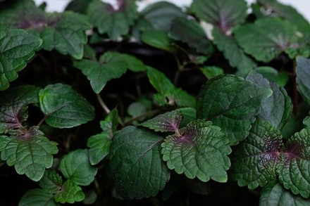 Микрозелень Шисо (перилла) би-колор