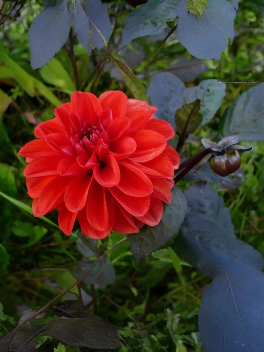 Георгин бордюрный Эллен Хьюстон