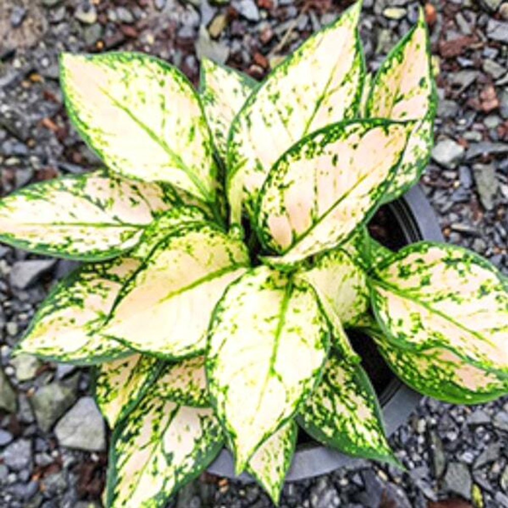 Аглаонема COMPACT PINK PANG / ANYAMANEE PAENG