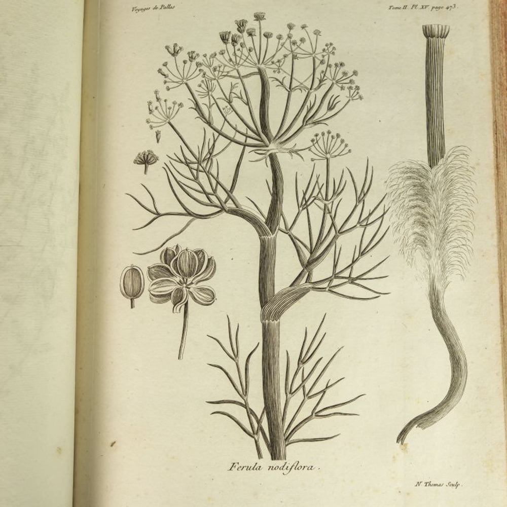 «Путешествие профессора Палласа по разным провинциям Российской Империи и по Северной Азии»