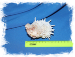Спондилус эхинатус (Spondylus echinatus) размер