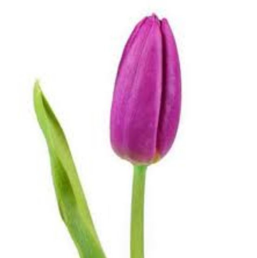 Тюльпан классика