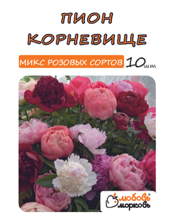 Пион Корневище, Микс розовых сортов, 10шт