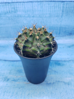 Gymnocalycium T-Rex Pink hybride (Гимнокалициум T-rex)