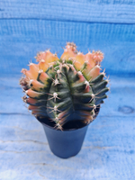 Gymnocalycium Variegata (Гимнокалициум Вариегатный)