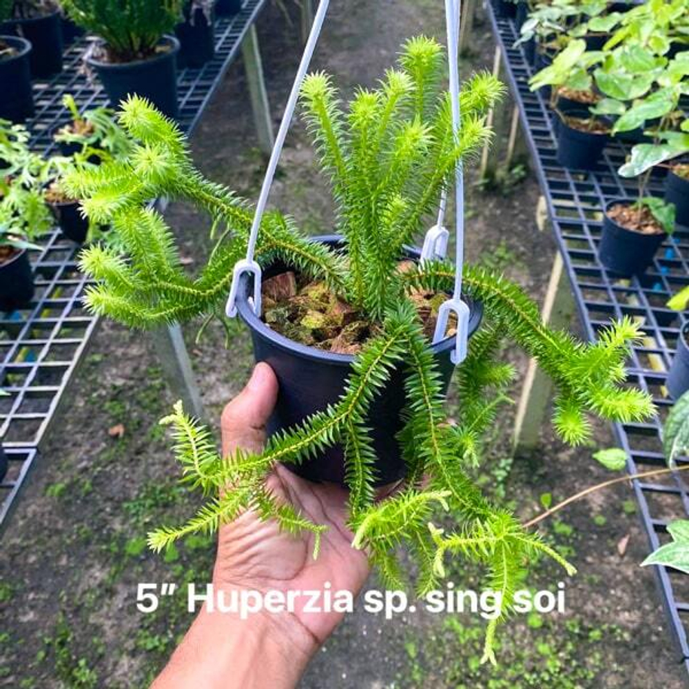 Хуперция H.SING SOI 5" (P163)