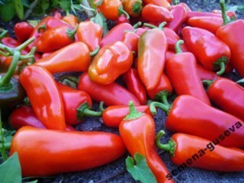 Сладкий Мини Перец — Red Sweet